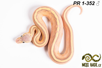 hadi na prodej, mládě, český chov hadů, odchov hadů, mojihadi.cz, Python regius, ballpython, krajta královská,  Banana, Pastel, Genetic stripe